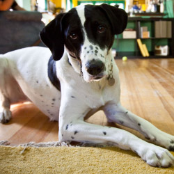 DogWatch of Chillicothe, Frankfort, Ohio | Indoor Pet Boundaries Contact Us Image