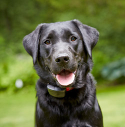 DogWatch of Chillicothe, Frankfort, Ohio | 1200Fence Contact Us Image