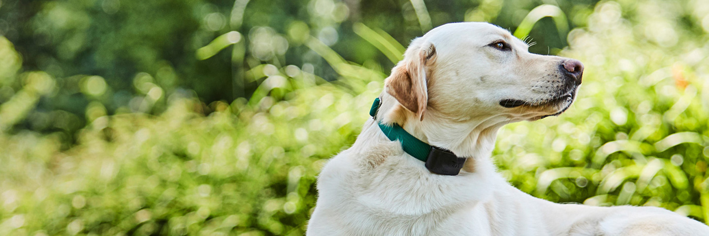 DogWatch of Chillicothe, Frankfort, Ohio | 1200Fence Slider Image