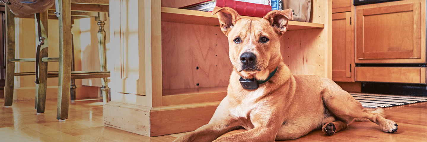 DogWatch of Chillicothe, Frankfort, Ohio | Indoor Pet Fences Slider Image