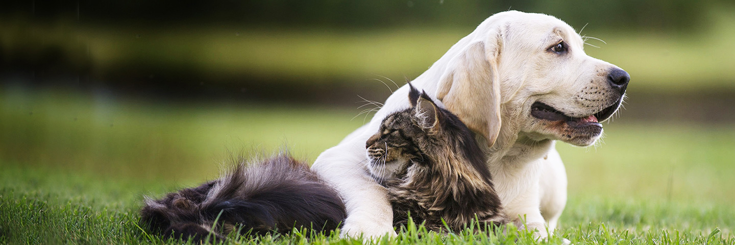 DogWatch of Chillicothe, Frankfort, Ohio | Cat Fences Slider Image