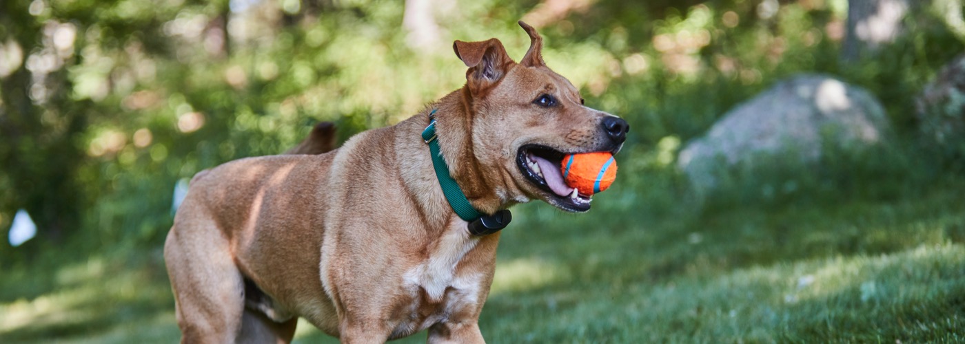 DogWatch of Chillicothe, Frankfort, Ohio | ProFenceX Slider Image